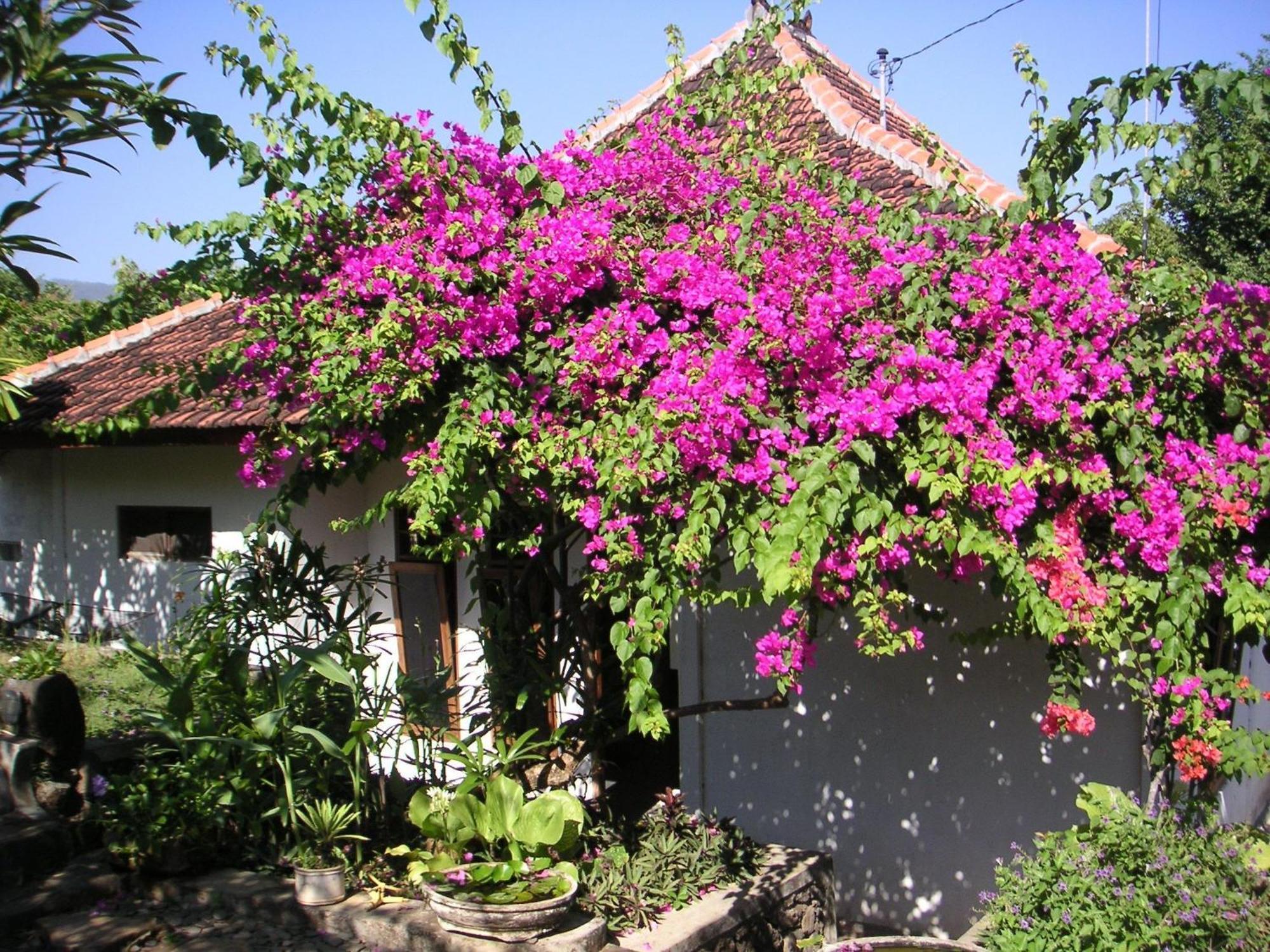 Sananda Bungalow Lovina Exterior foto